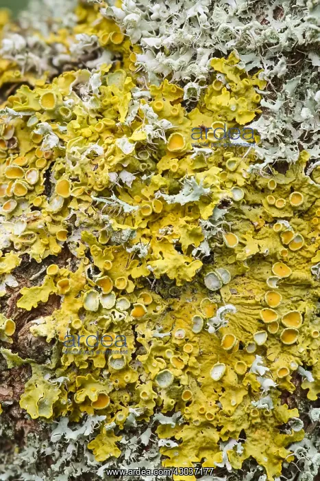  : Lichens with fruiting Bodies - Norfolk UK