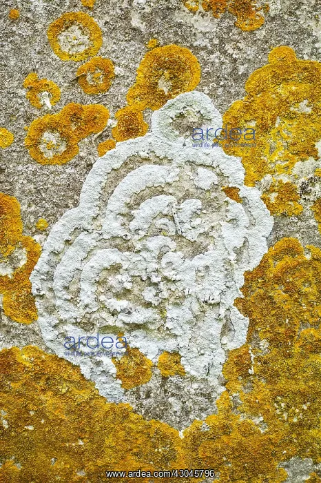 : Lichens on Gravestone - Norfolk UK : Lichens on Gravestone - Norfolk UK
