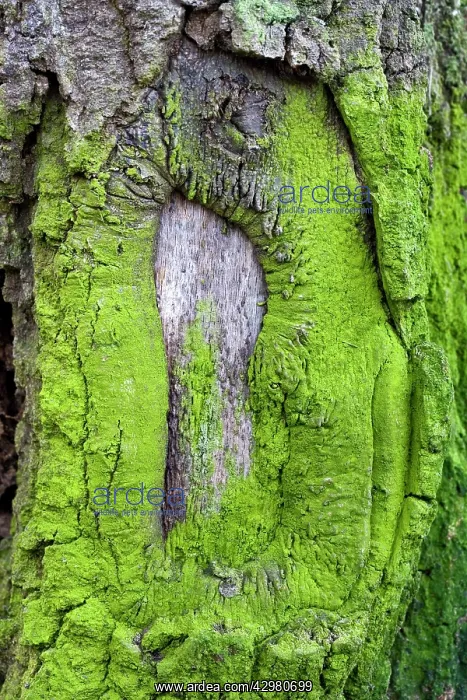 : Lichens and green algas - on an oak's bark : Lichens and green algas - on an oak's bark