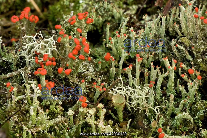 : Lichens on heathland - mainly Cladonia diversa : Lichens on heathland - mainly Cladonia diversa