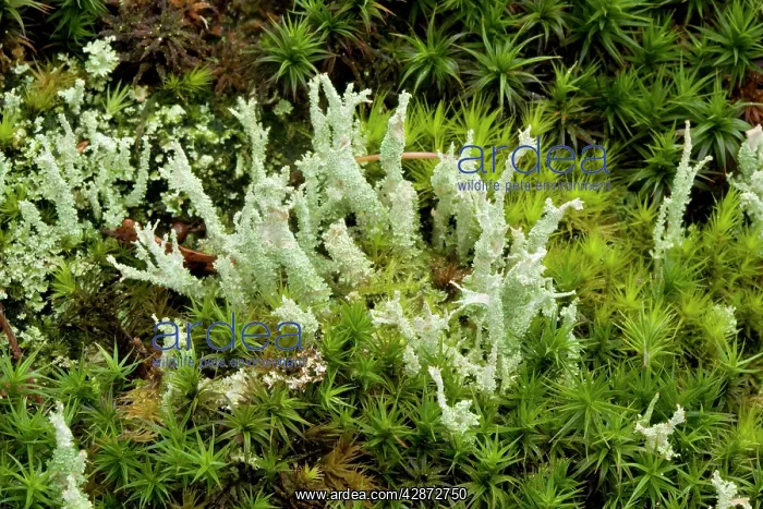 : Lichens on old wood, with mosses : Lichens on old wood, with mosses