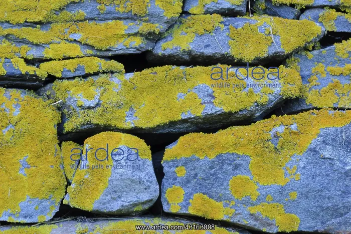 : Lichens on Rock : Lichens on Rock