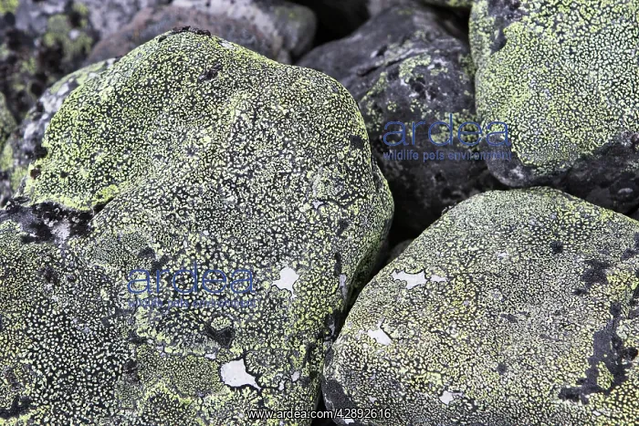  : lichens on rocks