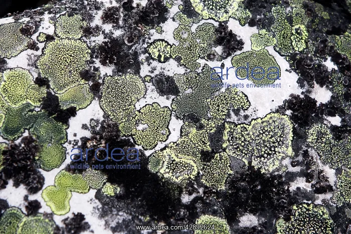  : lichens on rocks