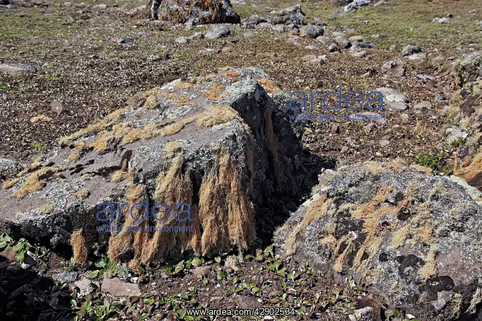 : Lichens - Tableland of Sanetti : Lichens - Tableland of Sanetti