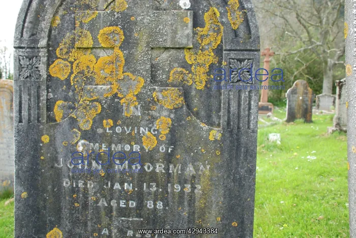 : Lichens on tombstone, date shows age of substrate : Lichens on tombstone, date shows age of substrate
