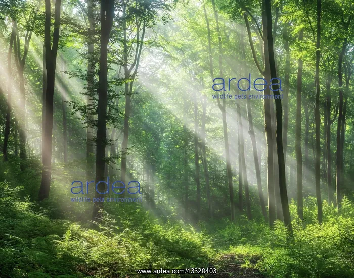 : Lichtdurchfluteter naturnaher alter Buchenwald : Lichtdurchfluteter naturnaher alter Buchenwald