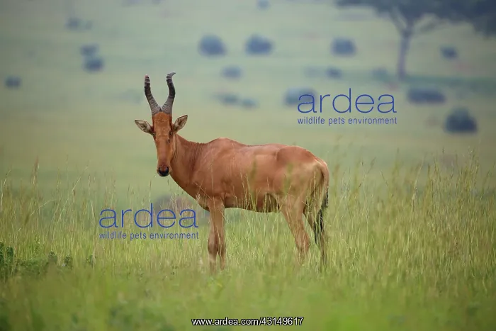 : Lichtenstein's Hartebeest : Lichtenstein's Hartebeest