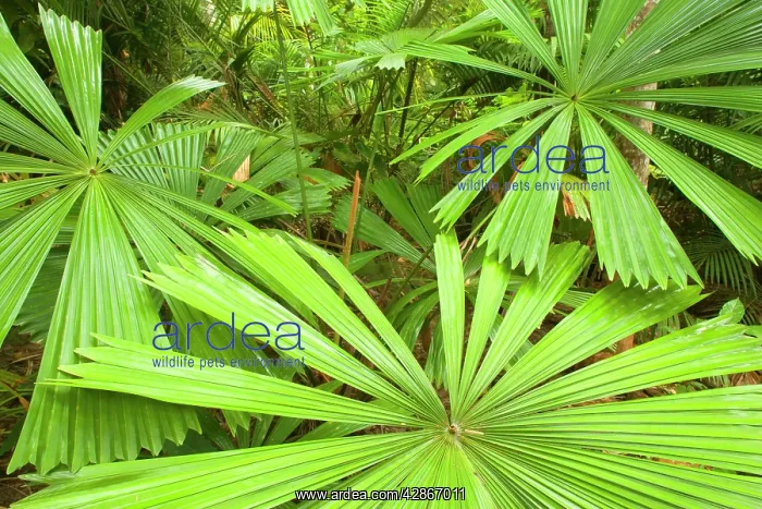: Licuala Fan Palm : Licuala Fan Palm