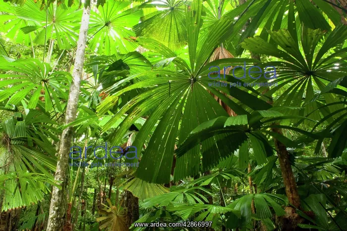 : Licuala Fan Palm - in tropical rainforest : Licuala Fan Palm - in tropical rainforest