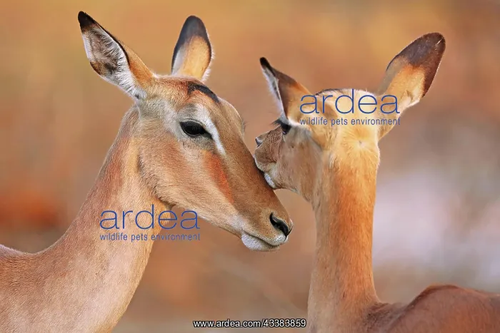 : Liebevolle Impalas im Kruger Nationalpark, S : Liebevolle Impalas im Kruger Nationalpark, S