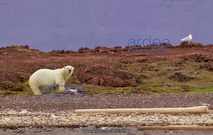 : Liefdefjorden Fiord, Norway, polar bear : Liefdefjorden Fiord, Norway, polar bear