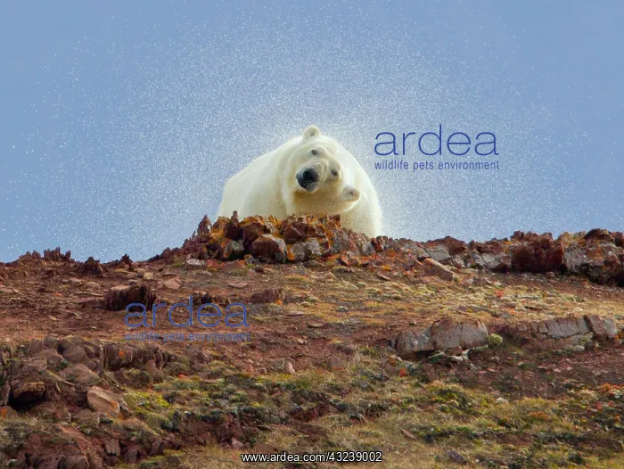 : Liefdefjorden Fiord, Norway, Polar bear : Liefdefjorden Fiord, Norway, Polar bear