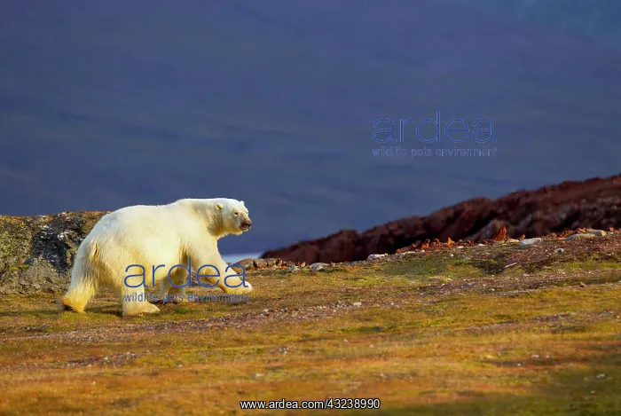 : Liefdefjorden Fiord, Svalbard, Norway, Polar : Liefdefjorden Fiord, Svalbard, Norway, Polar