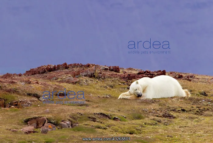 : Liefdefjorden Fiord, Svalbard, Norway, Polar : Liefdefjorden Fiord, Svalbard, Norway, Polar