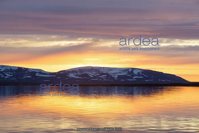 : Liefdefjorden at sunset - Svalbard - Norway : Liefdefjorden at sunset - Svalbard - Norway