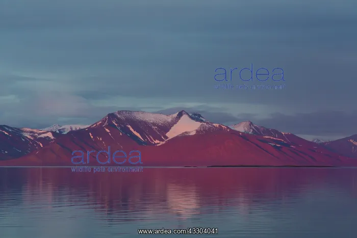 : Liefdefjorden at sunset - Svalbard - Norway : Liefdefjorden at sunset - Svalbard - Norway