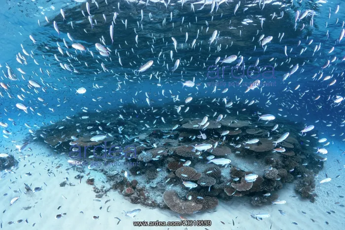 : Life of lagoon, mayotte : Life of lagoon, mayotte