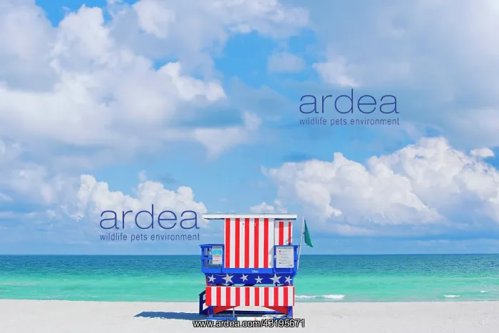 : Lifeguard hut on beach, South Beach, Miami, Florida : Lifeguard hut on beach, South Beach, Miami, Florida