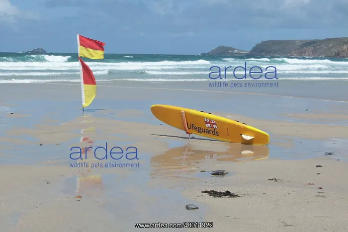 : Lifeguards Surfboard and warning flags on beach : Lifeguards Surfboard and warning flags on beach