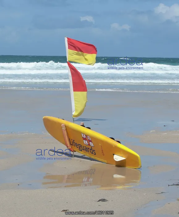 : Lifeguards Surfboard and warning flags on beach : Lifeguards Surfboard and warning flags on beach