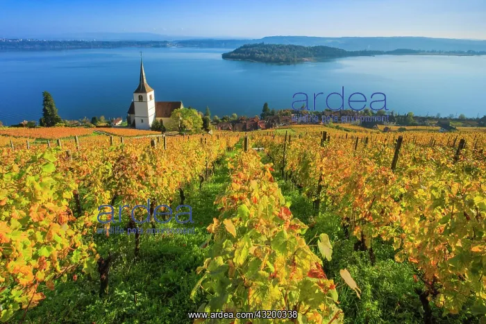: Ligerz on Lake Biel, Bern, Switzerland, Europe : Ligerz on Lake Biel, Bern, Switzerland, Europe