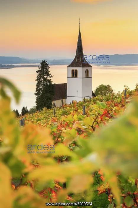 : Ligerz on Lake Biel, Bern, Switzerland, Europe : Ligerz on Lake Biel, Bern, Switzerland, Europe