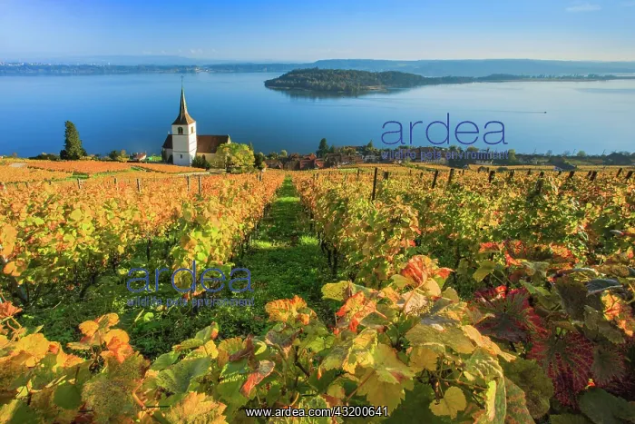 : Ligerz on Lake Biel, Bern, Switzerland, Europe : Ligerz on Lake Biel, Bern, Switzerland, Europe