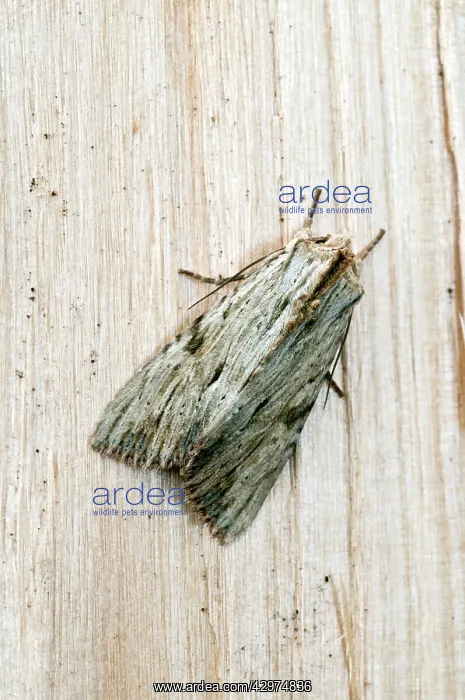 : Light arches Moth - on fence : Light arches Moth - on fence
