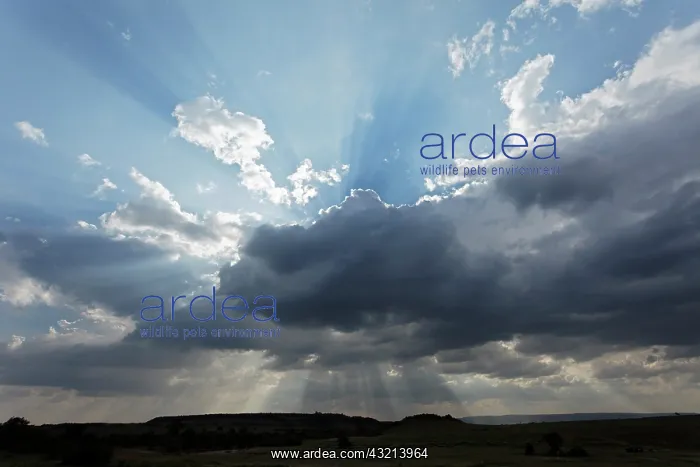 : Light beams streaming through clouds, Maasai : Light beams streaming through clouds, Maasai