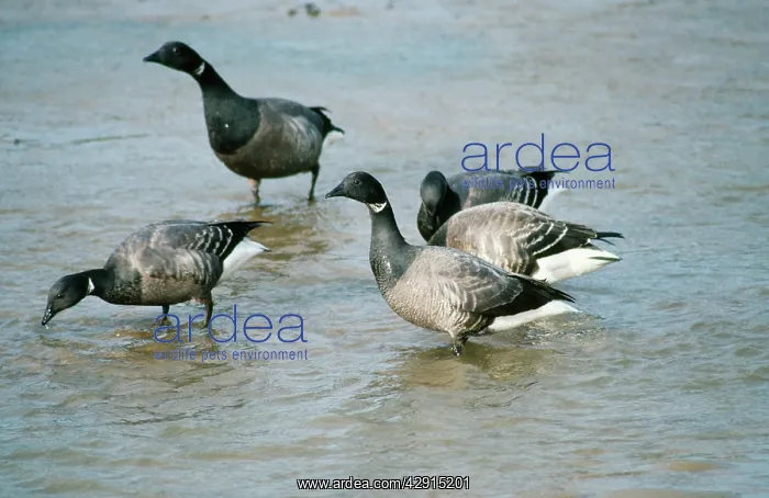 : Light-bellied Brent Goose : Light-bellied Brent Goose