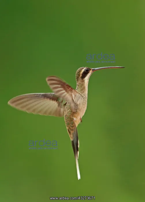 : Light-bellied hermit (Phaethornis anthophilus anthophilus) : Light-bellied hermit (Phaethornis anthophilus anthophilus)