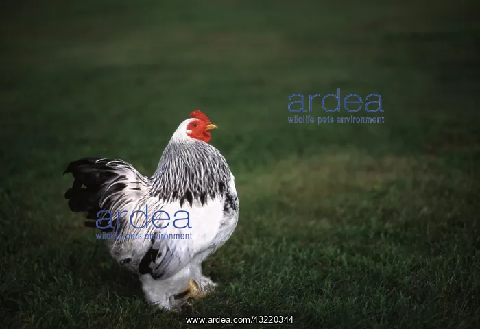 : Light Brahma Bantam Rooster : Light Brahma Bantam Rooster