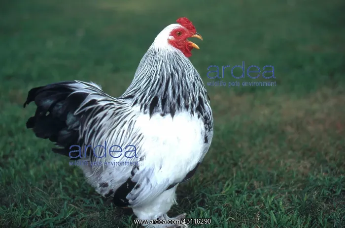 : Light Brahma's Bantam rooster : Light Brahma's Bantam rooster