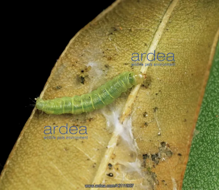 : Light brown apple moth caterpillar : Light brown apple moth caterpillar