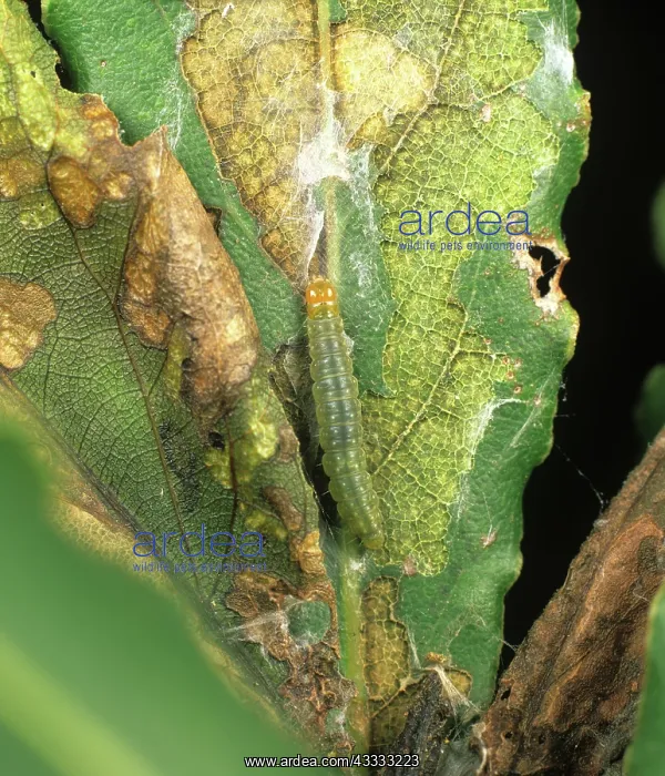 : Light brown apple moth caterpillar : Light brown apple moth caterpillar