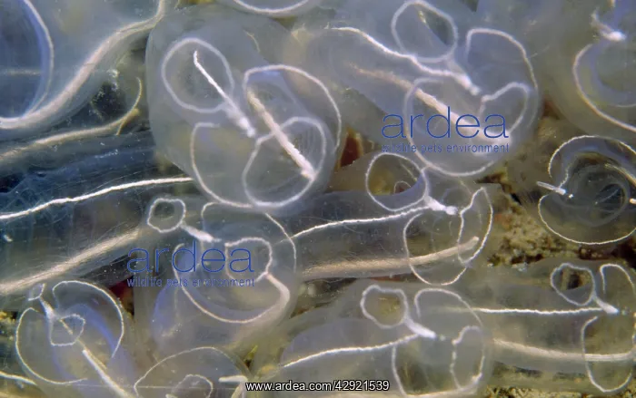 : Light bulb Sea Squirt / Tunicate : Light bulb Sea Squirt / Tunicate