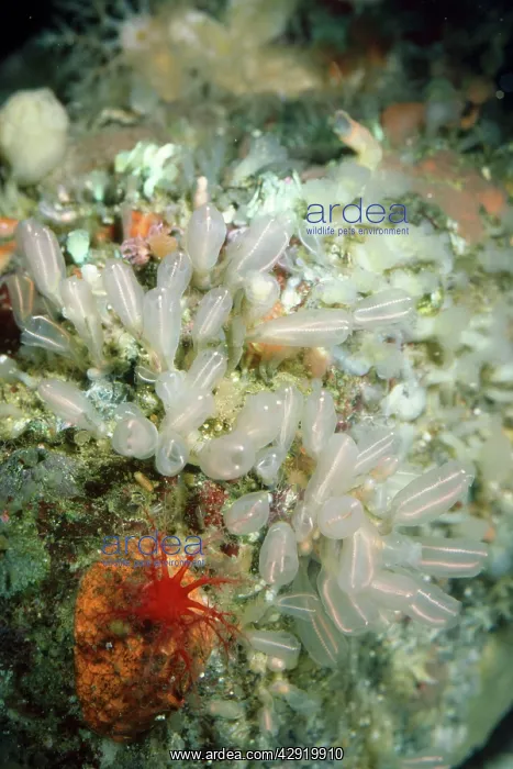 : Light Bulb Tunicate - small sea squirt : Light Bulb Tunicate - small sea squirt