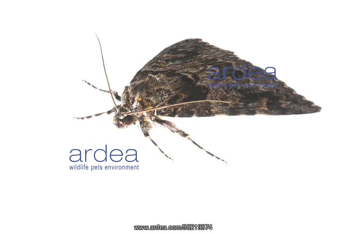 : Light crimson (Catocala promissa) against a white background, Liguria, Italy : Light crimson (Catocala promissa) against a white background, Liguria, Italy