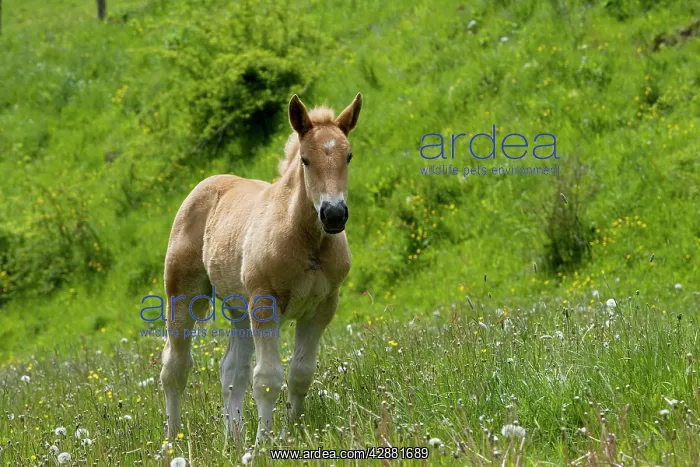 : Light draught horse - foal : Light draught horse - foal