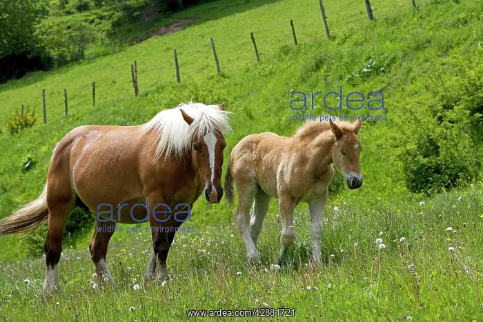 : Light draught horse - with foal : Light draught horse - with foal
