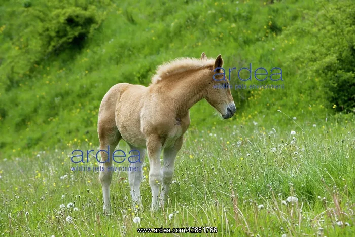 : Light draught horse - foal : Light draught horse - foal