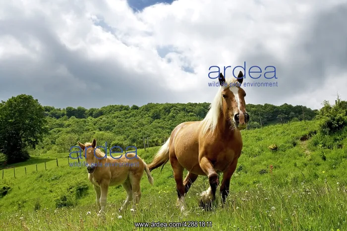 : Light draught horse - with foal : Light draught horse - with foal