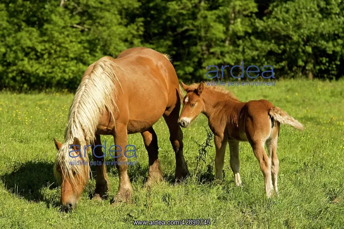 : Light draught horse - with foal : Light draught horse - with foal