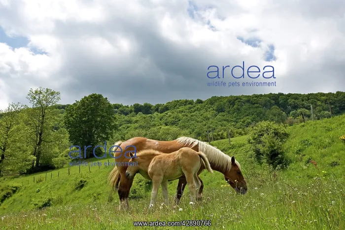 : Light draught horse - with foal : Light draught horse - with foal