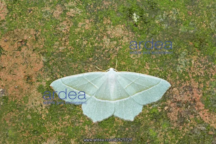 : Light Emerald Moth : Light Emerald Moth