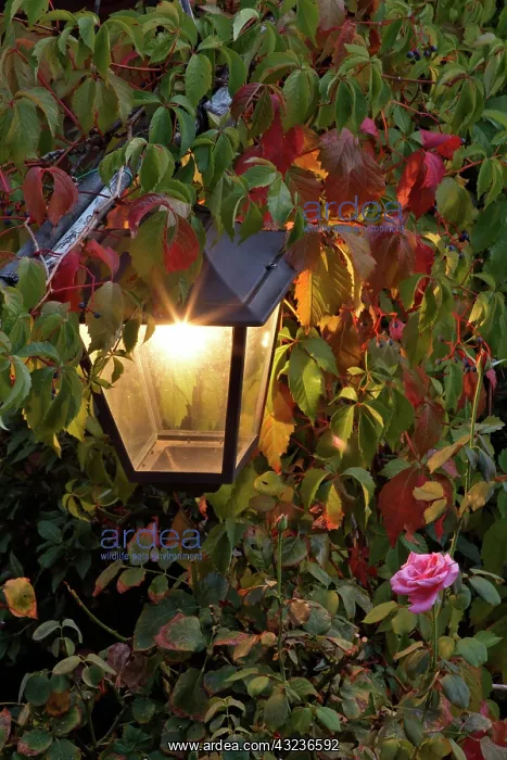 : Light fixture and roses, Florence, Italy : Light fixture and roses, Florence, Italy