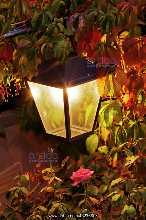 : Light fixture and roses, Florence, Italy : Light fixture and roses, Florence, Italy