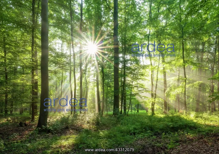 : Light-flooded natural beech forest on the Finne : Light-flooded natural beech forest on the Finne