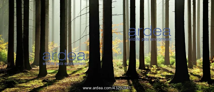 : Light-flooded spruce forest with morning haze in : Light-flooded spruce forest with morning haze in